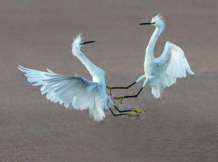 Snowy Egret Fight 6127-081219 Photograph by Tam Ryan
