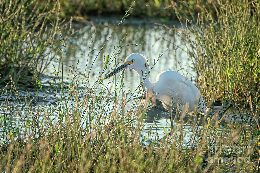 Snowy Egret Fishing for Supper Photograph by Priscilla Burgers