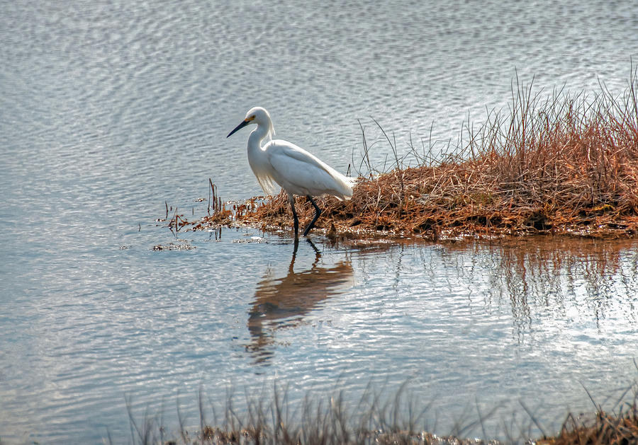 Snowy Egret Hunting a Salt Marsh by Wayne Marshall Chase Snowy Egret Hunting a Salt Marsh by Wayne Marshall Chase