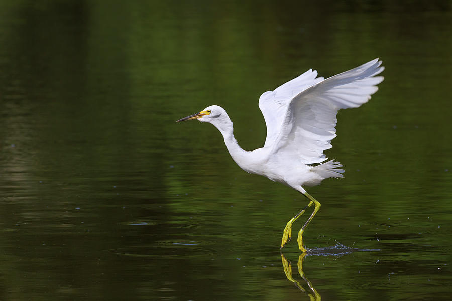 Snowy Egret Hunting On Water Surface Photograph by Ivan Kuzmin