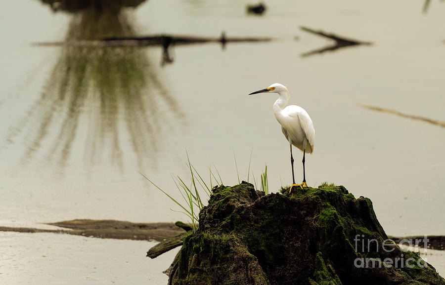 Snowy egret in a swamp.  Photograph by Sam Rino