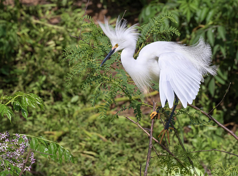 Snowy Egret In Breeding Plumage Photograph by Ivan Kuzmin - Pixels