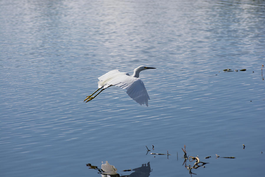 Snowy Egret In Flight Photograph By Zina Stromberg - Fine Art America