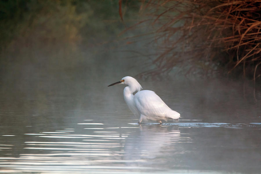 Snowy Egret in the Mist 0418-010719-1 Photograph by Tam Ryan