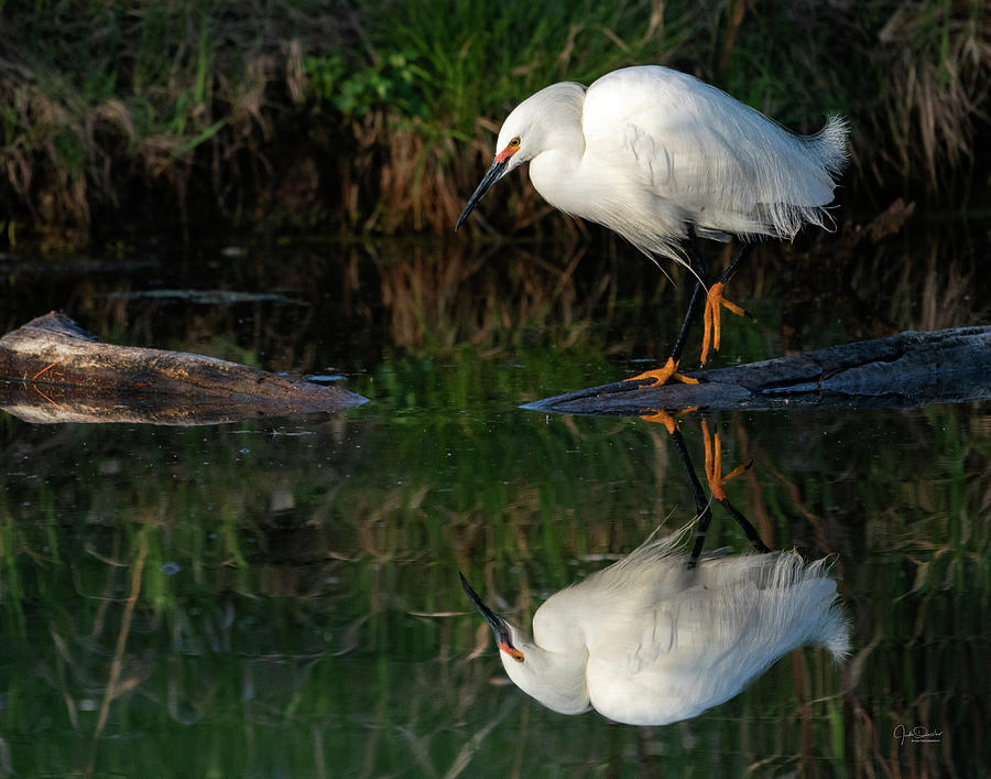 Snowy Egret at the Pond by Judi Dressler Snowy Egret at the Pond by Judi Dressler
