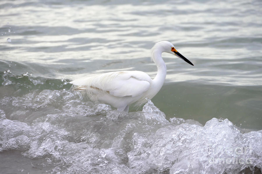 Snowy Egret In The Surf Photograph