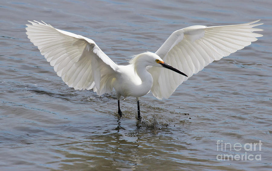 Snowy Egret Series Photograph by Jeannette Hunt