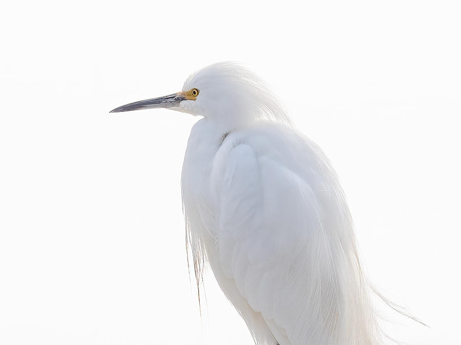 Snowy Egret Photograph by Jn Michalec