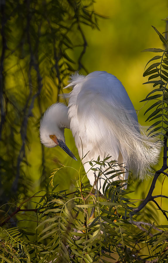 Snowy Egret by Johnson Huang