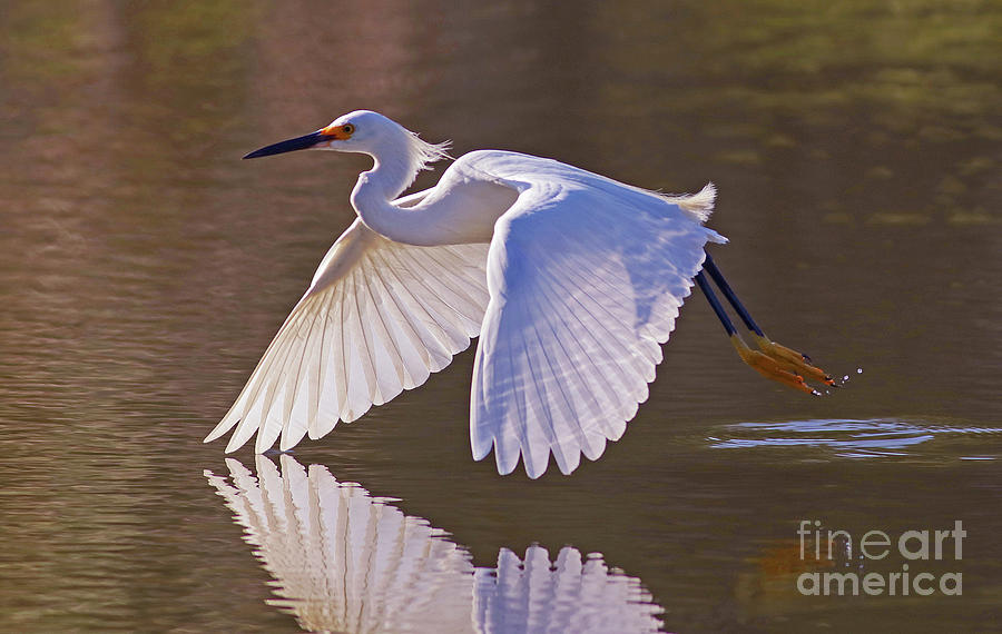 Snowy Egret Flight Photograph by Larry Nieland