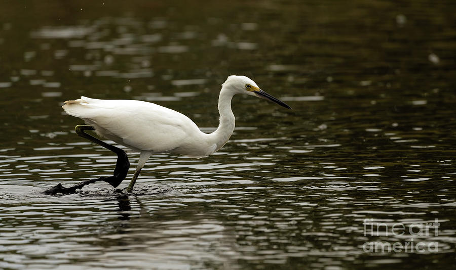 Snowy egret looking for fish Photograph by Sam Rino