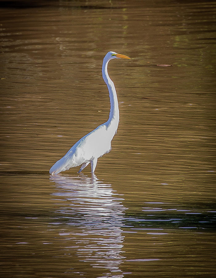 Snowy Egret Photograph by Lora J Wilson