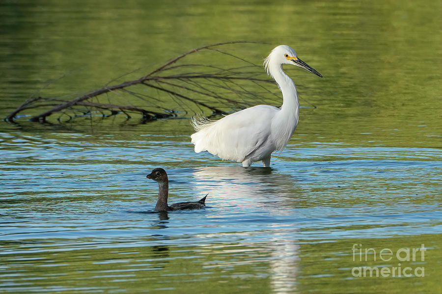 Snowy Egret Meets the Pied-billed Grebe Photograph by Priscilla Burgers