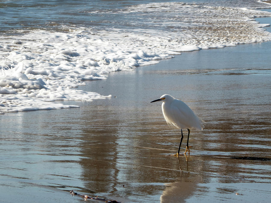 Snowy Egret on a California Beach Photograph by Mary Lee Dereske