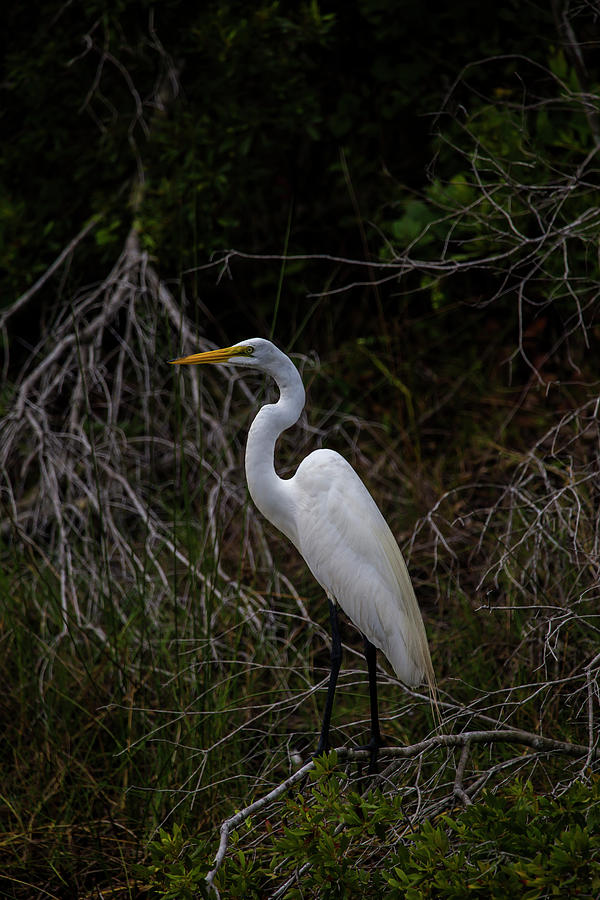 Snowy Egret on a hot summer day by Kevin Banker Snowy Egret on a hot summer day by Kevin Banker