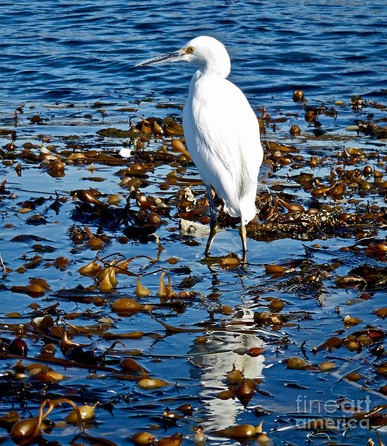Snowy Egret on Kelp Photograph by Michael Cinnamond