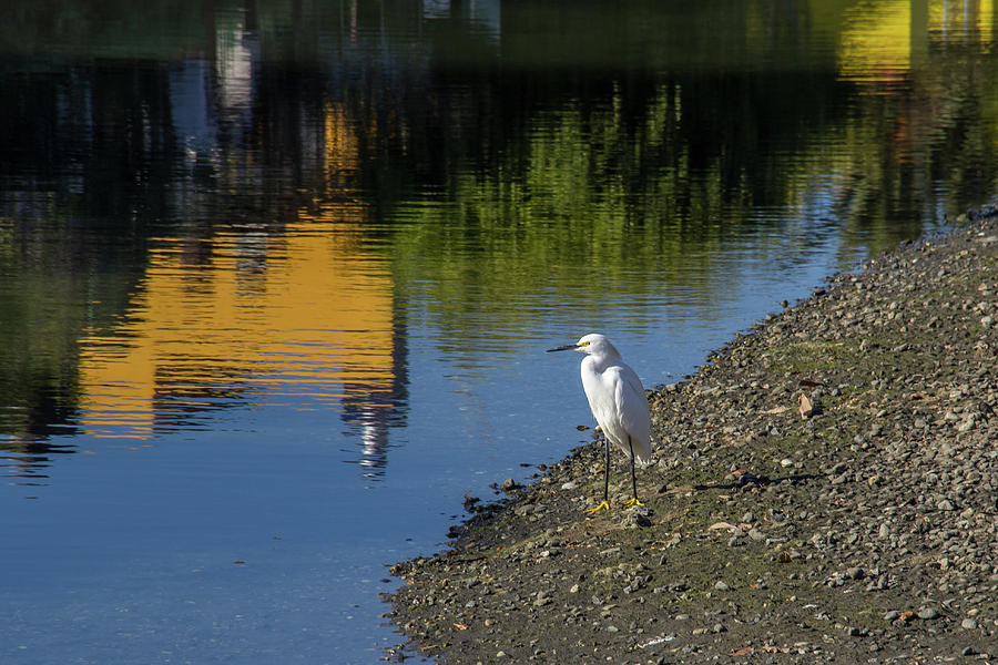 Snowy Egret on Shoreline Photograph by Roslyn Wilkins