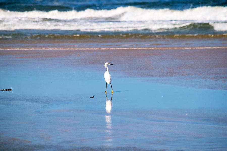 Snowy Egret on Vacation Photograph by Mary Ann Artz