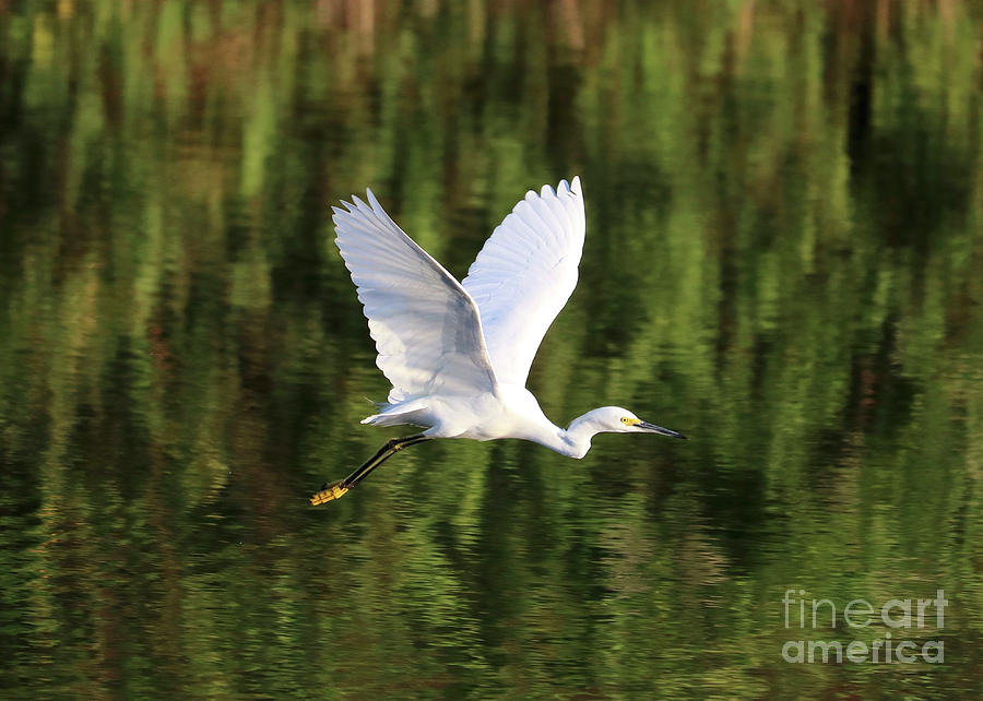 Snowy Egret over Green Reflecting Pond Photograph by Carol Groenen