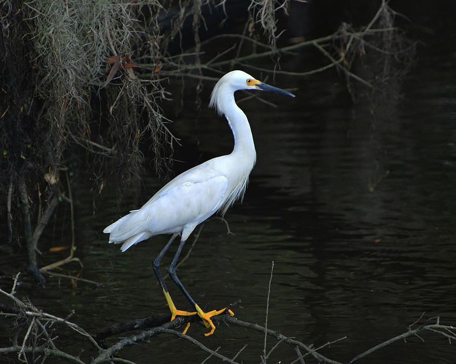 Snowy Egret Perched Photograph by Jerry Griffin