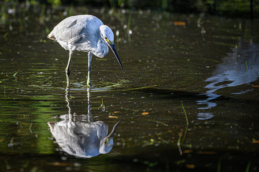 Snowy Egret ponders breakfast options Photograph by Gary E Snyder