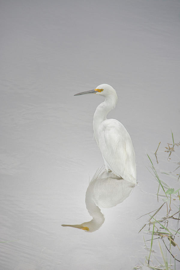 Snowy Egret Portrait and Reflection Photograph by Mitch Spence