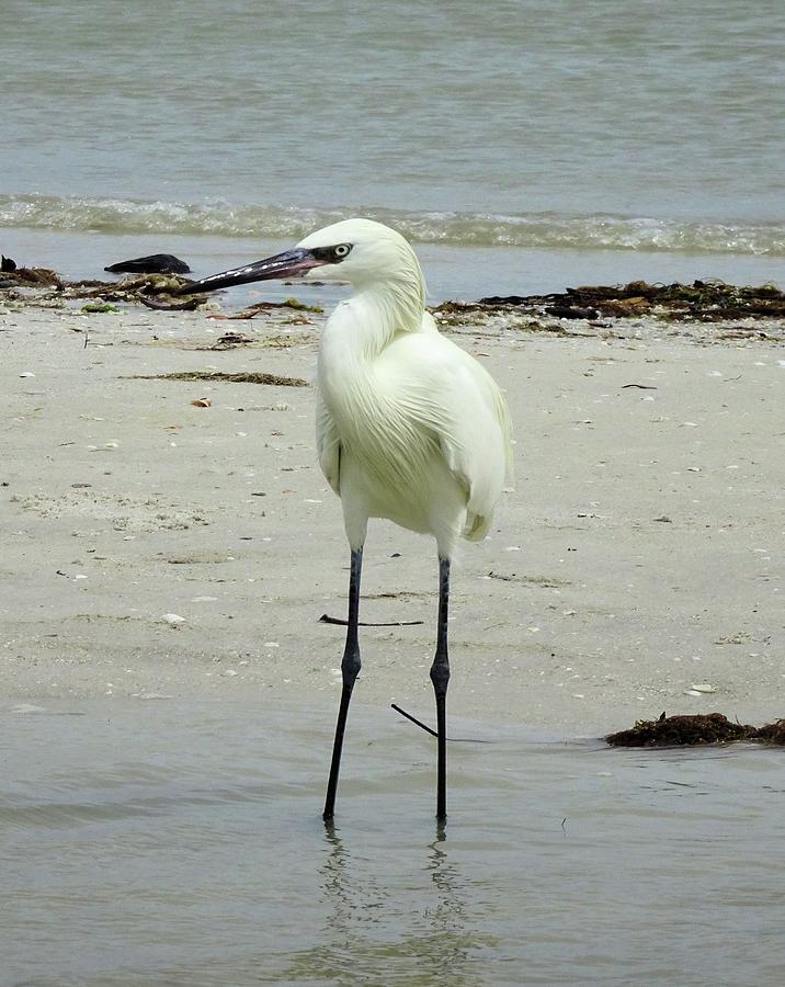 Snowy Egret Profile Photograph by Karen Stansberry