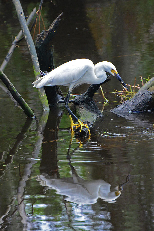 Snowy Egret Reflection Photograph by Jerry Griffin