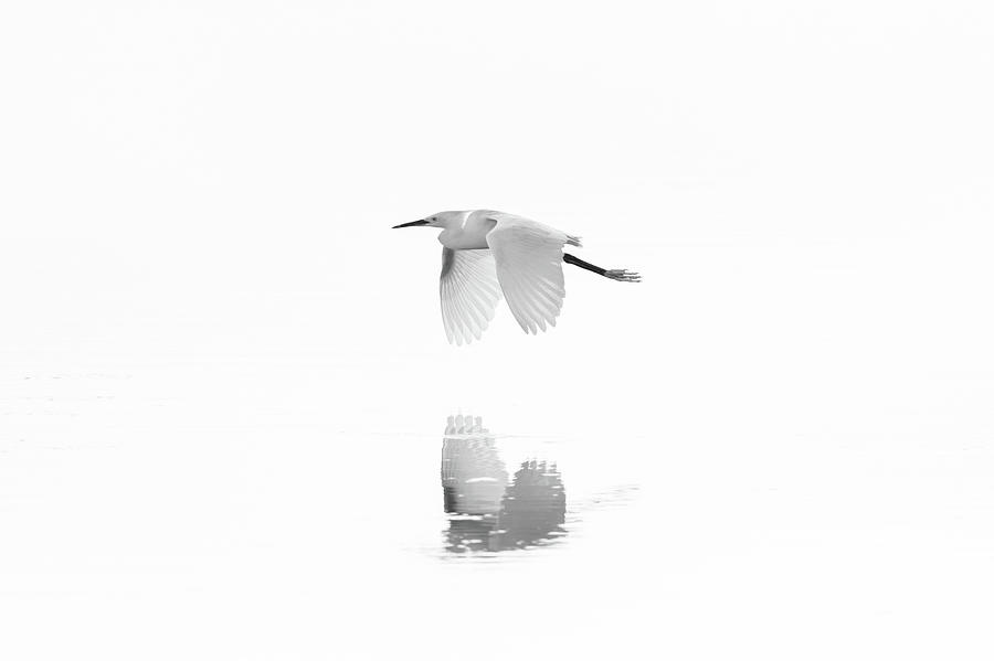 Snowy Egret Reflections by Jesse MacDonald Snowy Egret Reflections by Jesse MacDonald