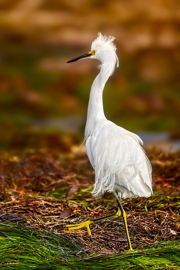 Snowy Egret Photograph by Richard Reames