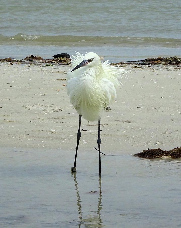 Snowy Egret Ruffled Photograph by Karen Stansberry