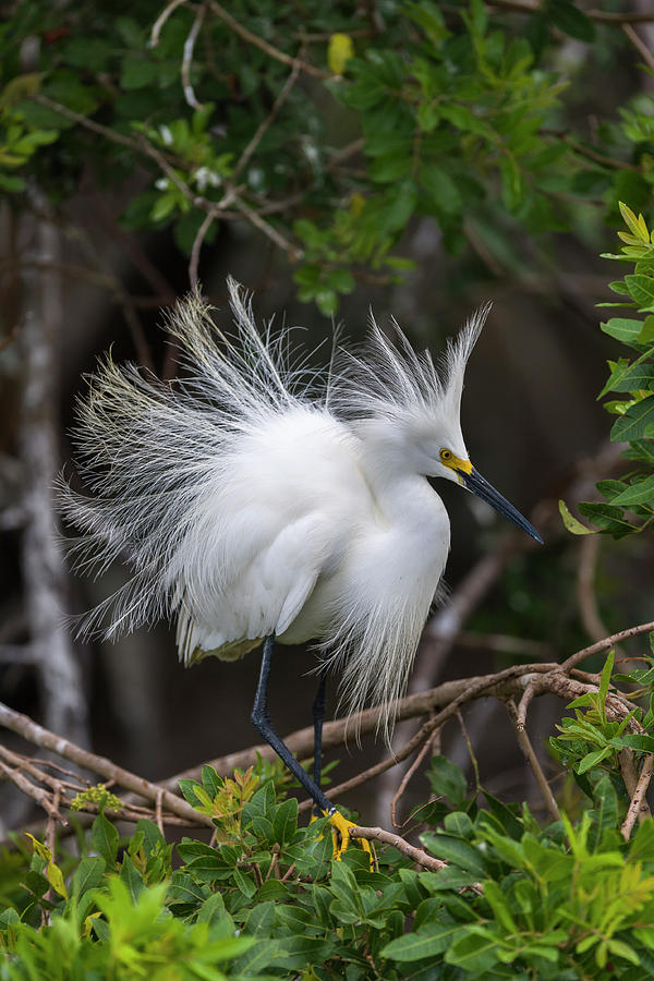 Snowy Egret Shows Its Breeding Plumage, Florida, Usa Photograph by John ...