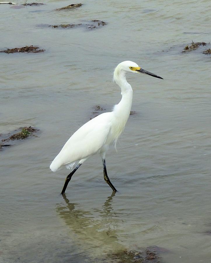 Snowy Egret Strolling Photograph by Karen Stansberry