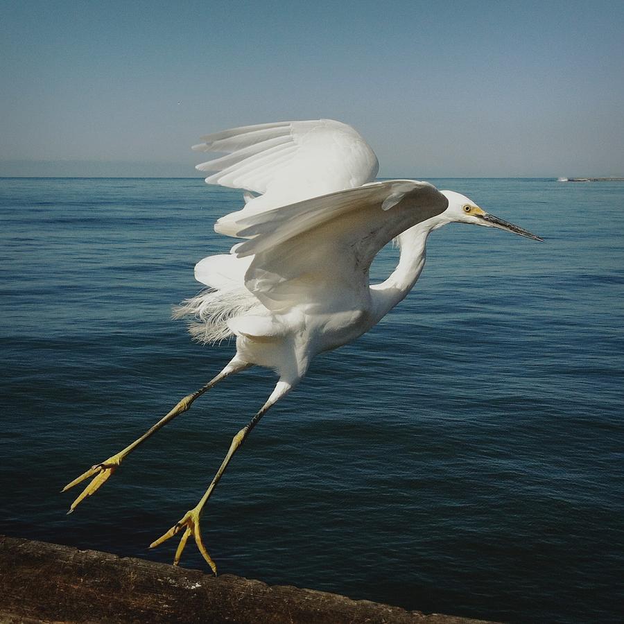 Snowy Egret Taking Off Over Ocean Photograph by Shari Weaver Photography