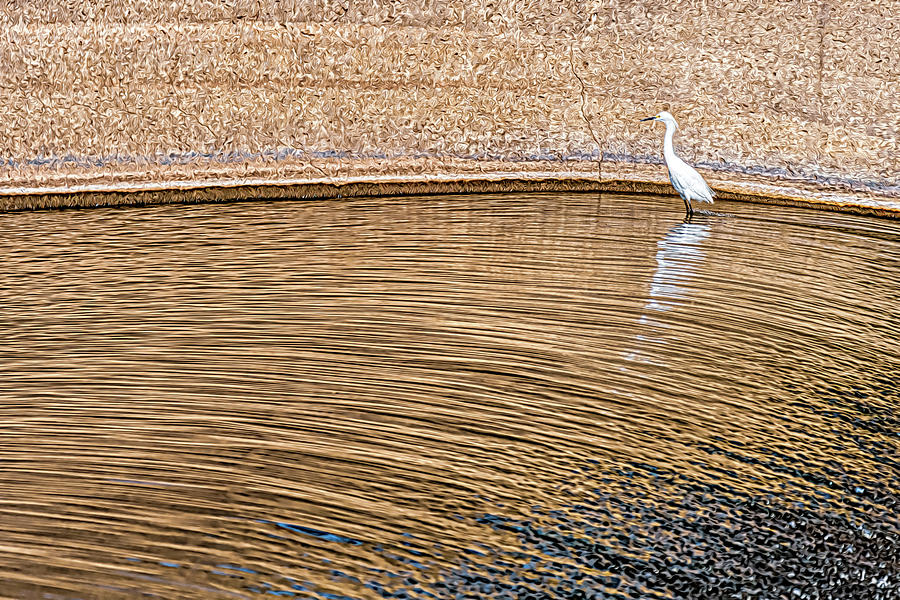 Snowy Egret Waiting On Fish At The Spillway Photograph