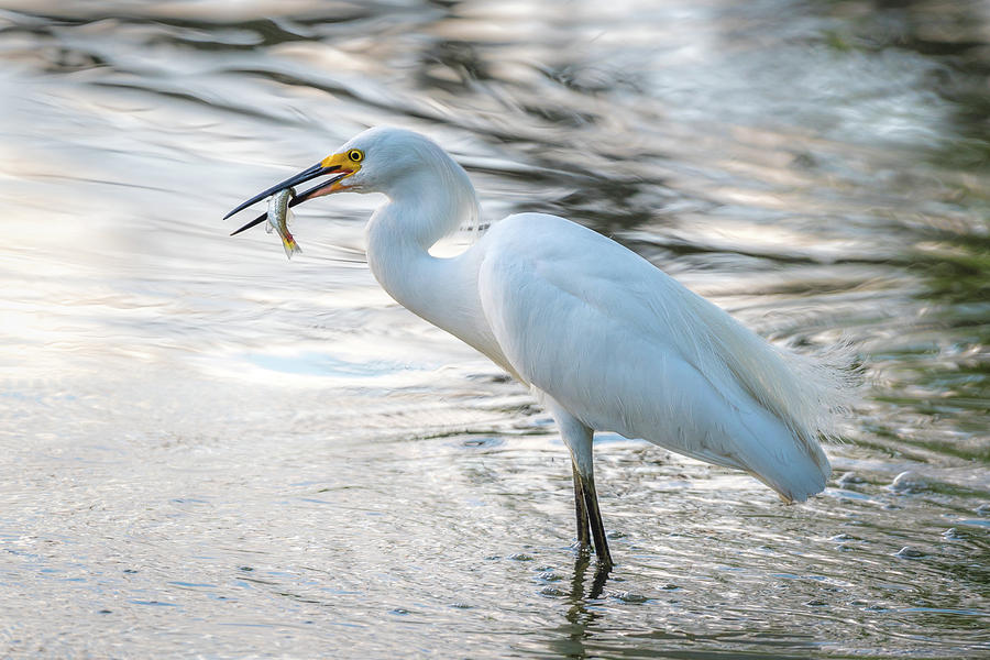 Snowy Egret with Dinner Photograph by Gary Kochel