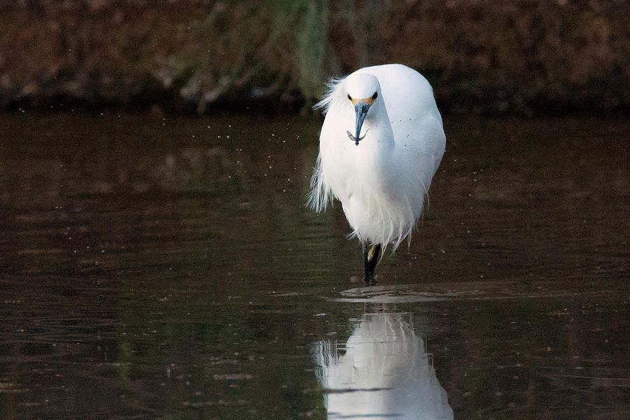 Snowy Egret with Fish 2831-012819 Photograph by Tam Ryan