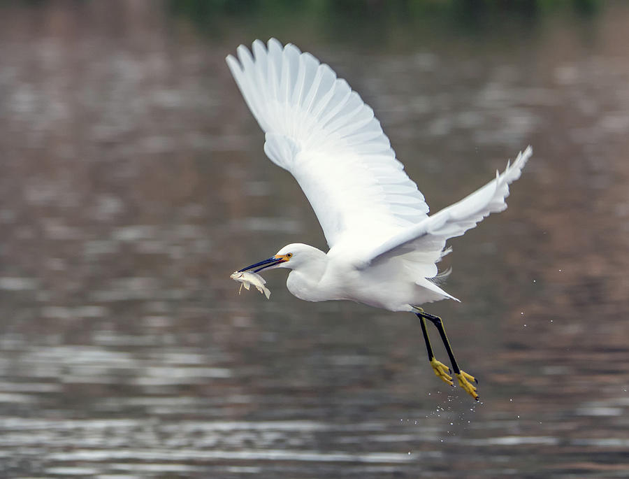 Snowy Egret with Fish 2853-120218-1cr Photograph by Tam Ryan