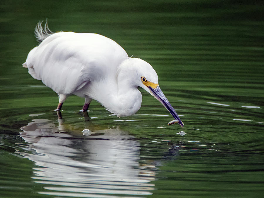 Snowy Egret with Fish 3146-091918-1cr Photograph by Tam Ryan