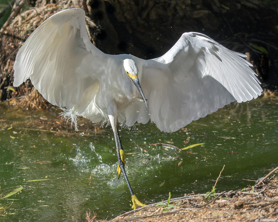 Snowy Egret with Fish 6896-041419 Photograph by Tam Ryan
