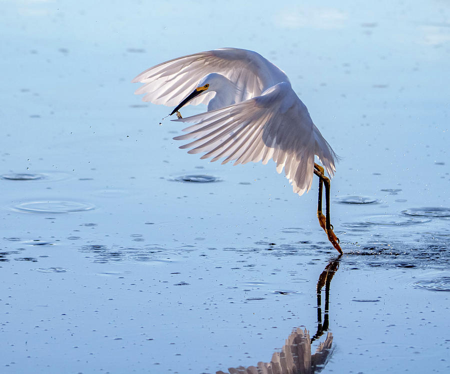 Snowy Egret with Fish 9199-100419 Photograph by Tam Ryan