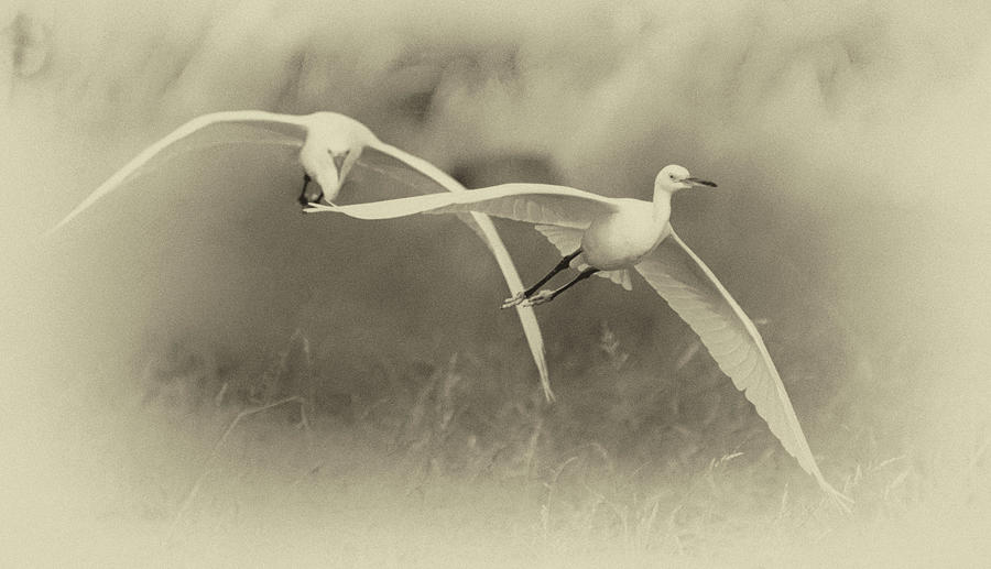 Snowy Egrets 9390-111118-3cr Photograph by Tam Ryan
