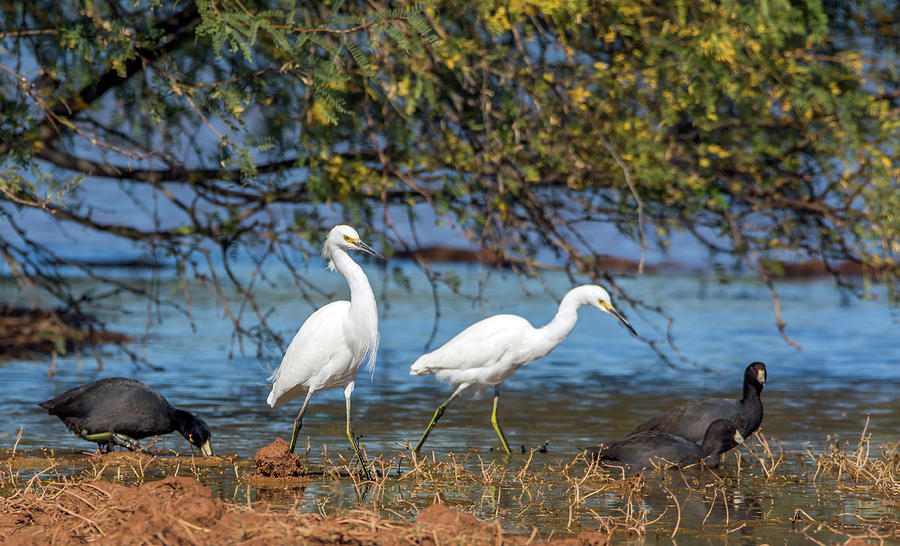 Snowy Egrets and American Coots 9716-111218-1cr Photograph by Tam Ryan