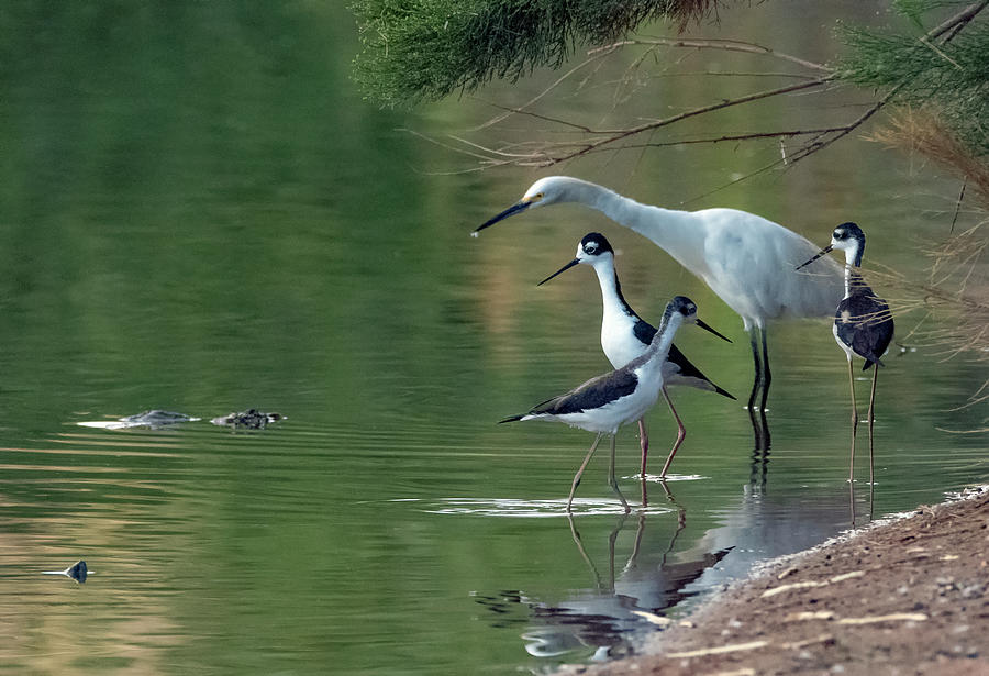 Snowy Egrets and Black-necked Stilts 5946-091619 Photograph by Tam Ryan