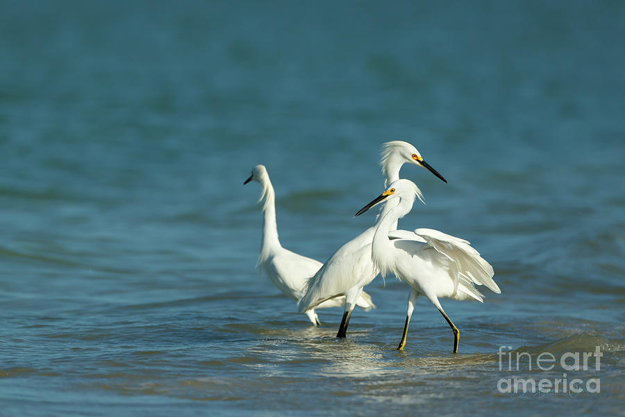 Snowy Egrets by Beve Brown-Clark Photography Snowy Egrets by Beve Brown-Clark Photography