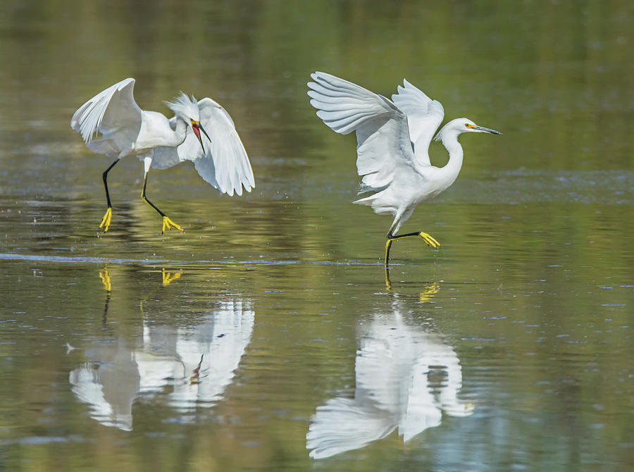 Snowy Egrets Chase 0762-111718-1cr Photograph by Tam Ryan