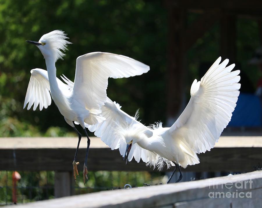 Egret Photograph - Snowy Egrets Drama by Carol Groenen