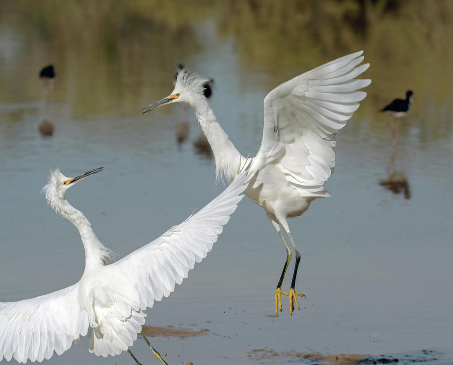 Snowy Egrets Fight 1033-111718-1cr Photograph by Tam Ryan