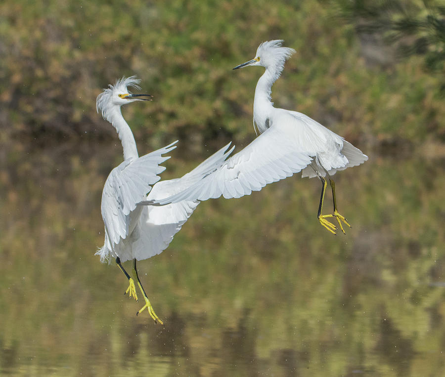 Snowy Egrets Fight 1048-111718-1cr Photograph by Tam Ryan