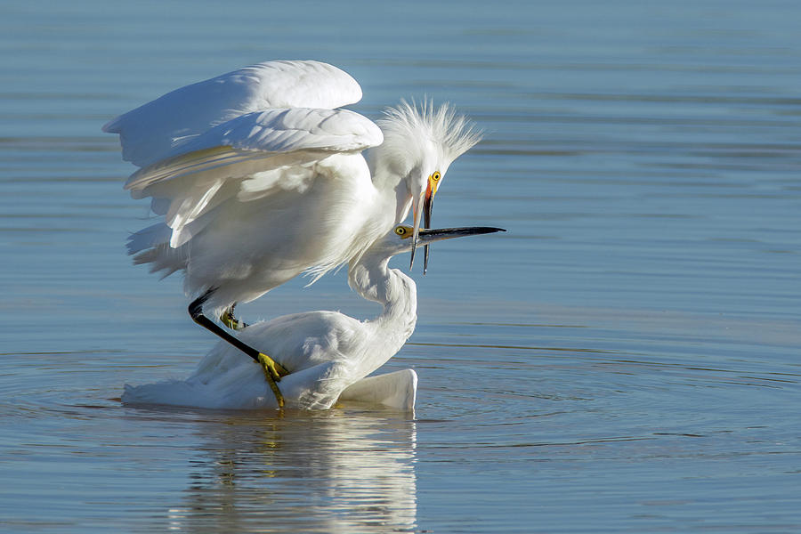Snowy Egrets Fight 3206-120318-1 Photograph by Tam Ryan